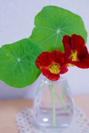 Nasturtium flowers and leaves in a small vaseの写真素材