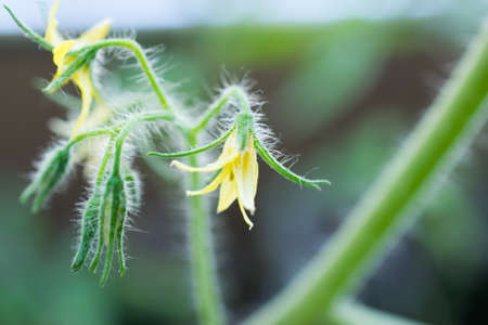 Small and pretty tomato flowersの写真素材