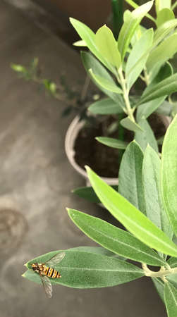 A little cute bee resting on an olive leaf