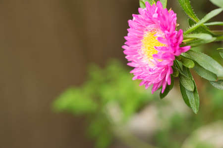 Outdoor small cute chrysanthemum flowers