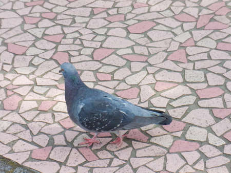 Cute pigeon taking a walk in the parkの写真素材