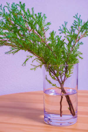 Beautiful green conifer in a vaseの写真素材