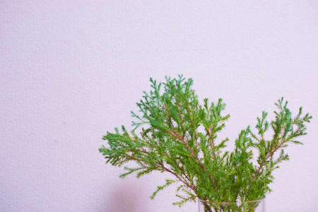 Beautiful green conifer in a vaseの写真素材
