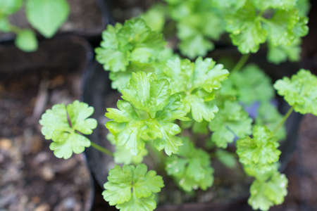 Fresh parsley seedlings photographed outdoors.の写真素材