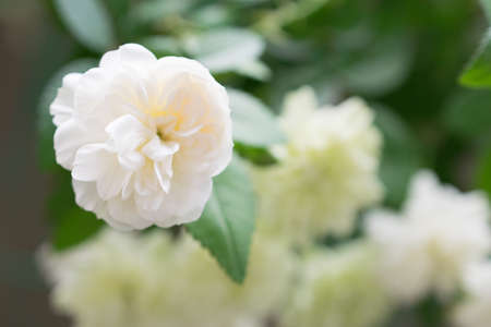 Beautiful miniature roses green ice photographed outdoors