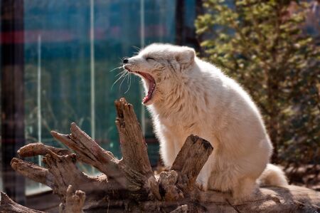 Arctic foxの写真素材