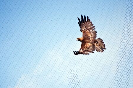 Eagle