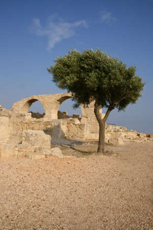 Lone tree in ancient ruinsの写真素材