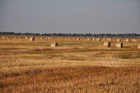 Ukrainian fieldの写真素材