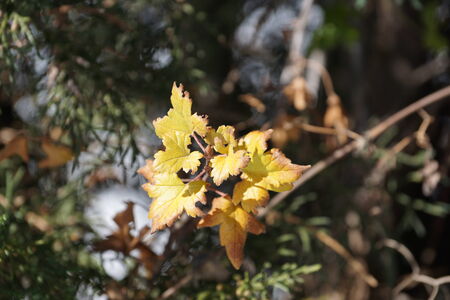 Yellow leavesの写真素材