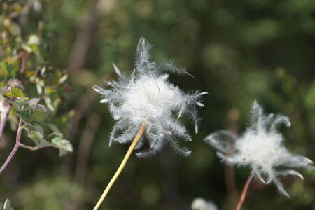 blowballの写真素材