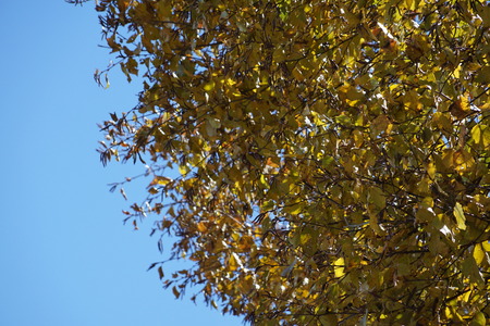 yellow treeの写真素材