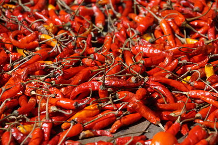 Chili Pepperの写真素材
