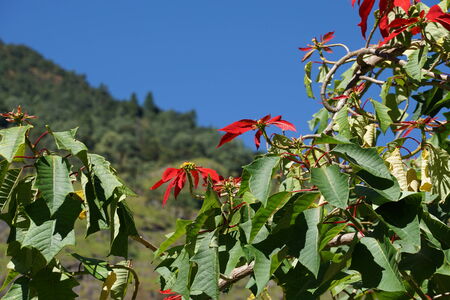 Treeの写真素材