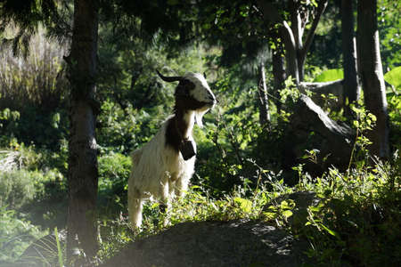 Goatの写真素材