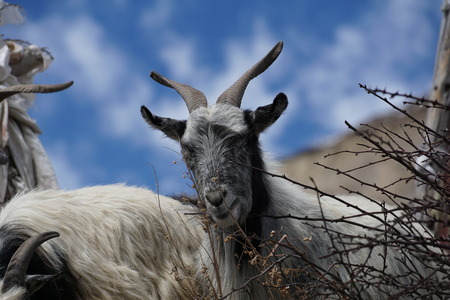 grey goatの写真素材