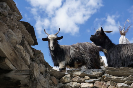 Goats from Hymalayasの写真素材