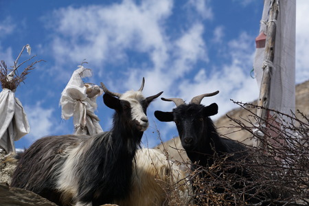 himalayan goatsの写真素材