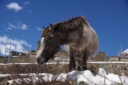 Horse in the himalayan villageの写真素材