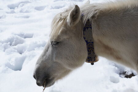 Himalayan horseの写真素材
