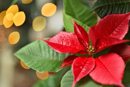 Red Flower Poinsettia Symbol of Christmasの写真素材