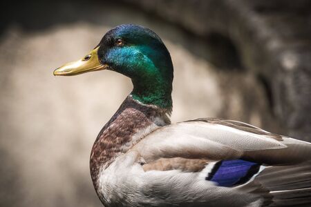 Male Mallard also known as Dabbling Duckの写真素材
