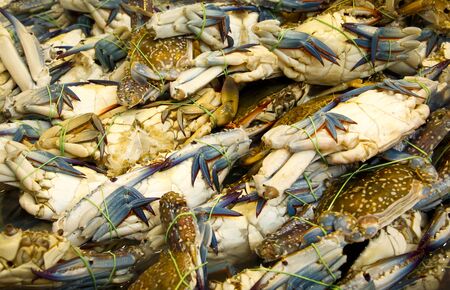 fresh blue crab at the marketの写真素材