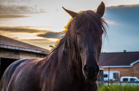 close up black horse at sunsetの写真素材