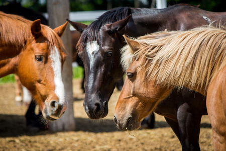 group of horsesの写真素材