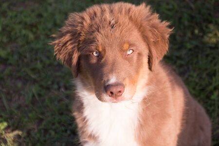 Australian shepherd puppy portraitの写真素材