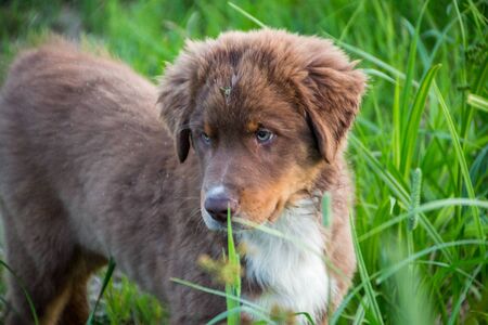 Australian shepherd puppy playing in the grassの写真素材