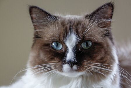 portrait of a cat with blue eyesの写真素材