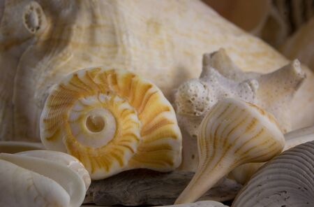 close up sea shellsの写真素材