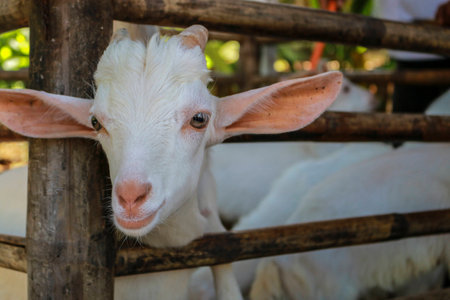 Goat in a stall looking to a cameraの写真素材