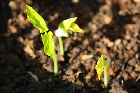 Seeds of Growthの写真素材