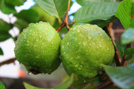 Guava fruit,Thailandの写真素材