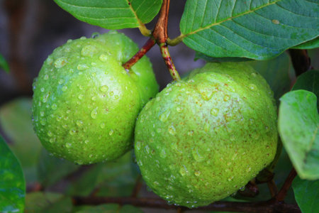 Guava fruit,Thailand