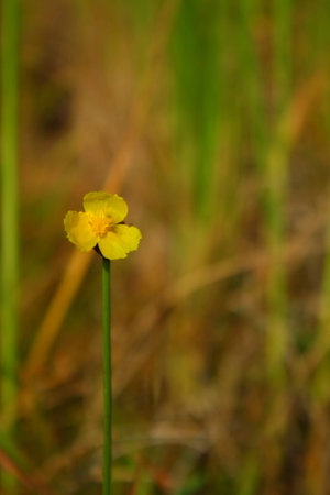 Beautiful wild flowers of Thailandの写真素材