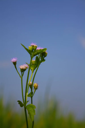Beautiful wild flowers of Thailand