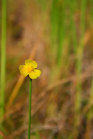 Beautiful wild flowers of Thailandの写真素材