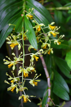 Yellow orchid flower in Thailandの写真素材