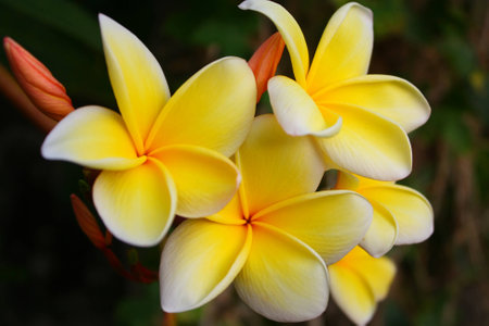Beautiful yellow flowers in Thailandの写真素材