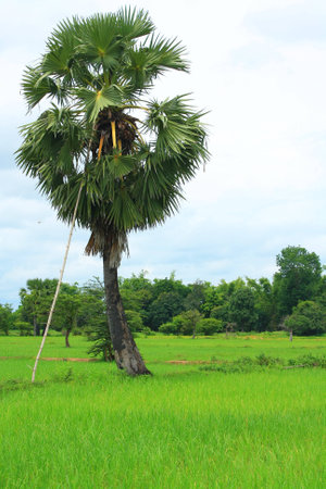 rice, Thailandの写真素材