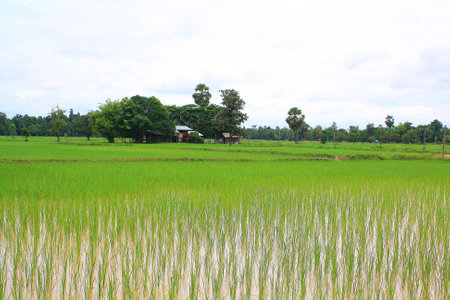 rice , Thailand .の写真素材