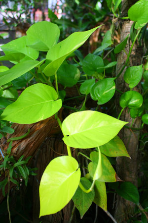 Beautiful heart-shaped leaves , Thailand .の写真素材