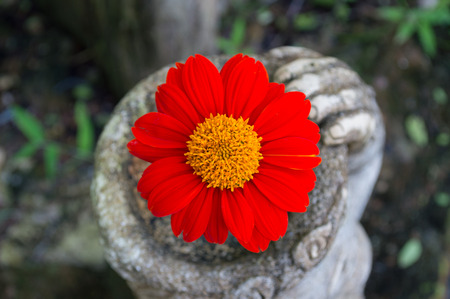 Mexican sunflowerの写真素材