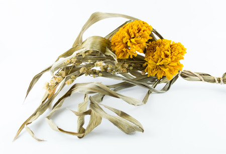 dry flowerの写真素材