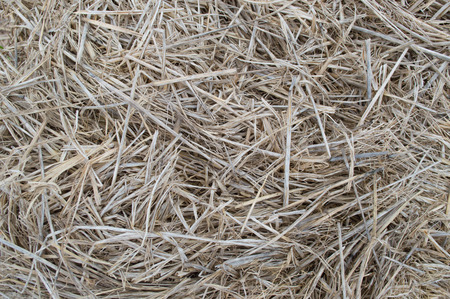 strawの写真素材