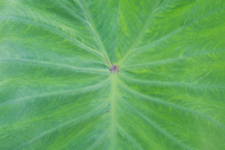 Taro leavesの写真素材