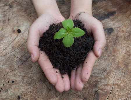 Sprout in handの写真素材